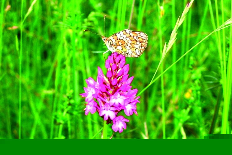 Melitaea athalia